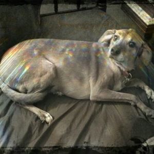 Meet your Posher, Isaac